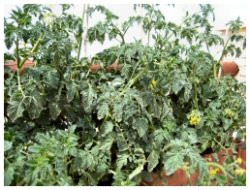 how to grow tomatoes successfully