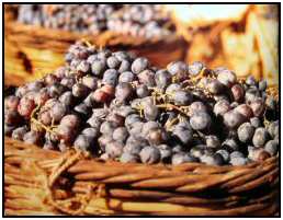 Cyprus grapes