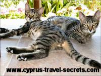 Cyprus cats