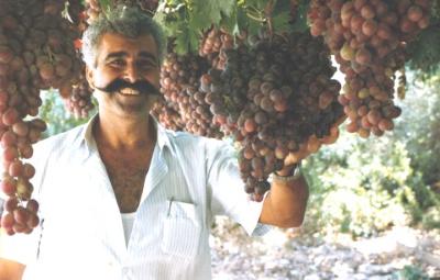 Owner, Matheos Kannavias. The garden side of the restaurant is unique with organically growing grape vines, figs trees, roses and many vegetables, where someone can relax, while having a drink, lunch or dining. 